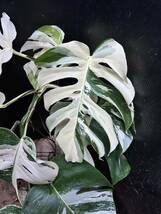 超最高級 希少 大株モンステラボルシギアナ ホワイトタイガー1株 Varigated Monstera Borsigana white tiger ②_画像6