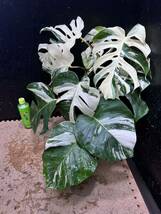 超最高級 希少 大株モンステラボルシギアナ ホワイトタイガー1株 Varigated Monstera Borsigana white tiger ②_画像3