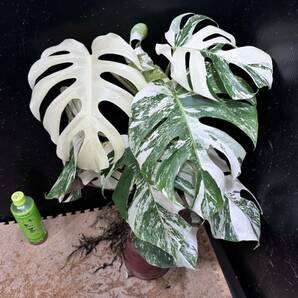 超最高級 希少 大株モンステラボルシギアナ ホワイトタイガー1株 Varigated Monstera Borsigana white tiger ③の画像6