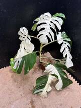 超最高級 希少 大株モンステラボルシギアナ ホワイトタイガー1鉢 Varigated Monstera Borsigana white tiger ①_画像4