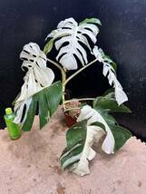 超最高級 希少 大株モンステラボルシギアナ ホワイトタイガー1鉢 Varigated Monstera Borsigana white tiger ①_画像1