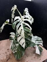 超最高級 超希少 斑入り モンステラ ボルシギアナ ホワイトタイガー 1鉢 Varigated Monstera Borsigana White Tiger②_画像4