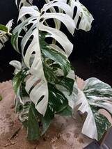 超最高級 超希少 斑入り モンステラ ボルシギアナ ホワイトタイガー 1鉢 Varigated Monstera Borsigana White Tiger②_画像9