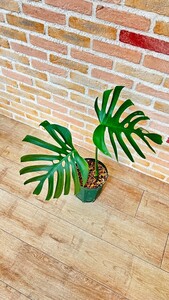 トップカット！正真正銘の(いわゆる)シエラーナ　ロカリティ付き　Monstera deliciosa unrecorded var. sierrana モンステラ