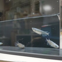 みゆきメダカ(フルボディー)　2ペア　成魚3~4cm　[西濃メダカ]_画像5