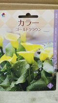 カラー ゴールドクラウン １袋 球根 タキイ 郵便は送料無料_画像1