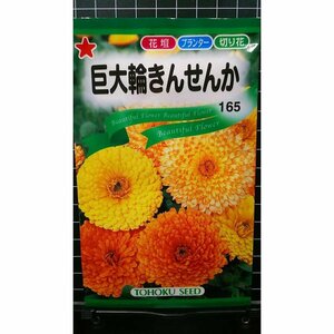 ３袋セット 巨大輪 きんせんか 金盞花 種 郵便は送料無料