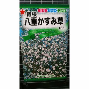 ３袋セット 宿根 八重 かすみ草 カスミソウ 種 郵便は送料無料