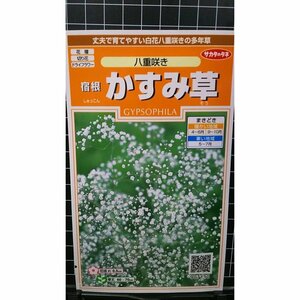 ３袋セット 宿根 八重咲き かすみ草 カスミソウ 種 郵便は送料無料