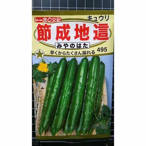 ３袋セット 節成 地這 キュウリ みやのはた キューリ 胡瓜 種 郵便は送料無料