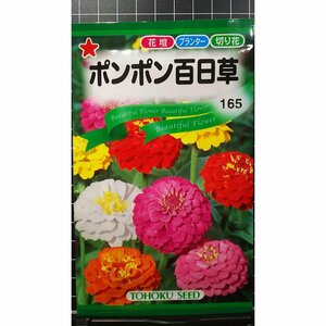 ３袋セット ポンポン 百日草 ヒャクニチソウ ジニア 種 郵便は送料無料