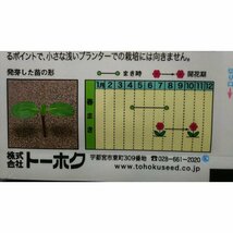 ３袋セット コンサートベル 房咲 ひまわり 向日葵 種 郵便は送料無料_画像3