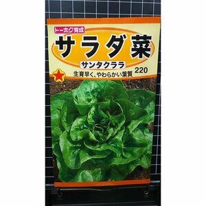 ３袋セット サラダ菜 サンタクララ サラダナ 種 郵便は送料無料