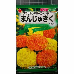 ３袋セット まんじゅぎく アフリカン マリーゴールド 万寿菊 種 郵便は送料無料