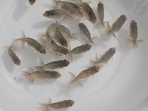 *. stone ..* special selection golgfish * excellent system * this year fish 20 pcs O20-09