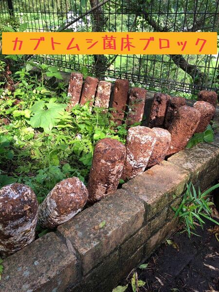 カブトムシ&クワガタ菌床昆虫マット！！栄養補給 ♪しいたけ廃菌床ブロック×2個