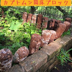 カブトムシ&クワガタ菌床昆虫マット！！栄養補給 ♪しいたけ廃菌床ブロック×4個