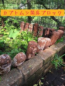 カブトムシ&クワガタ菌床昆虫マット！！栄養補給 ♪しいたけ廃菌床ブロック×8個