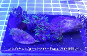 自家養殖　スターポリプ　計３～４種の断片がついた石のセット①　計６こ　【海水館】