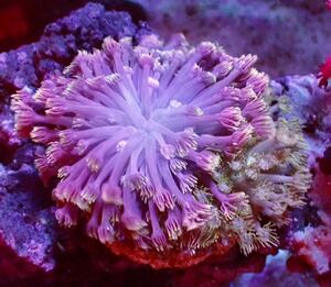 Goniopora ハナガササンゴ 約8センチ プレート約5センチ 同梱可能 サンゴ 《Coral first》