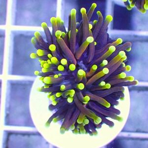  Euphyllia glabrescens Dragon Soul似 torch 同梱可能 サンゴ 《Coral first》