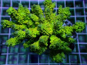 Acropora зеленый isi включение в покупку возможность коралл {Coral first}4