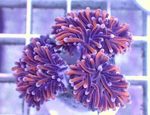 Euphyllia glabrescens orange Gold фонарь torch включение в покупку возможность коралл {Coral first}