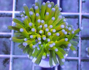  Euphyllia glabrescens Holy Grail Torch トーチ 同梱可能 サンゴ 《Coral first》