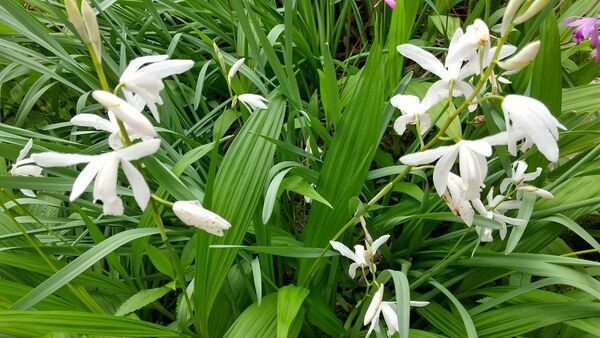  ☆紫蘭☆ 白 シラン 球根 綺麗 可憐 涼しげ 山野草