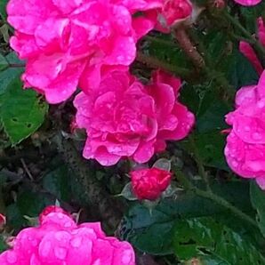 ☆ミニバラ☆ 薔薇 カット枝 ピンク 庭園 ガーデン 