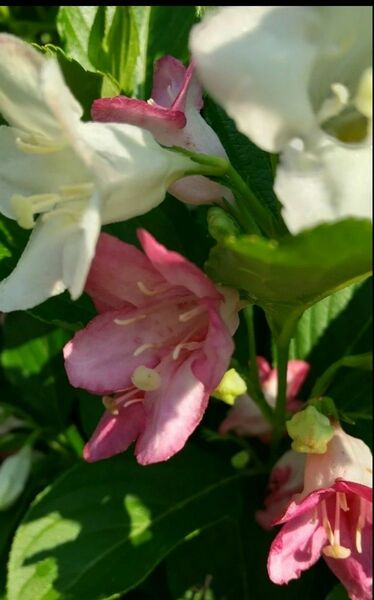 ☆箱根空木☆ ハコネウツギ 挿し穂 ピンク 可愛い 庭園 ガーデン