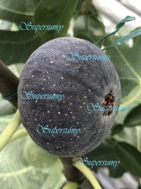 イチジク 品種ブラックマデイラJFE幼苗(収穫確認済み)_画像1