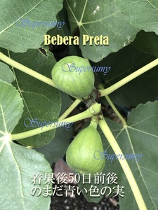 ichi ось товар вид Bebera Preta. рассада 