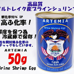 ブラインシュリンプ エッグ ユタ州 ソルトレイク産 50g 高品質 　　ふ化率90％ UP GSL産 ブラインシュリンプ