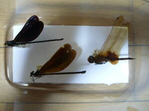 リュウキュウハグロトンボ　ペア　ハネビロトンボ　1♂　沖縄本島産　横展　　計３匹　野外品標本
