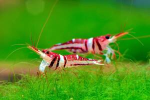 slawesi shrimp celebes beauty 3 pcs # Harley i Queen # white glove 