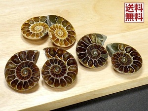 アンモナイト ペアー売り３０ｍｍ クレオニセラス Ammonite スライス マダガスカル産 送料無料