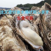 初出店東北有数生牡蠣の名産地　生食用　南三陸産　漁師直送　殻付き真牡蠣4kg（1kgあたり6〜8個前後入り） _画像1