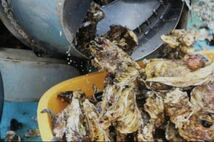 初出店東北有数生牡蠣の名産地　生食用　南三陸産　漁師直送　殻付き真牡蠣4kg（1kgあたり6〜8個前後入り） _画像3