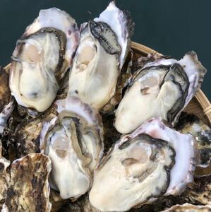 初出店ご注文受付後水揚げ発送店　東北有数生牡蠣の名産地　生食用　南三陸産　漁師直送　殻付き真牡蠣2kg（1kgあたり6〜8個前後入り）