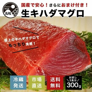 極上!国産生キハダマグロ 300g+おまけ（生）送料無料