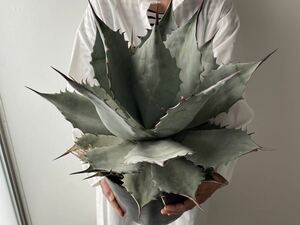  width 40. enduring cold . agave blue Brian palasanamontana(chitano octopus - Dex fe lock so terrorism i Driger ten