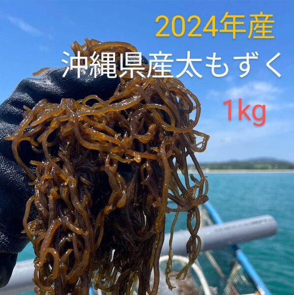 2024年産漁師直送♪沖縄県産太もずく☆太くて長～い屋我地の塩蔵もずく1kg(500g×2パック)☆送料無料☆沖縄特産品!