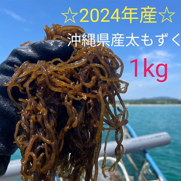 2024年産漁師直送！沖縄県産屋我地の太くて長〜い塩蔵もずく1kg(500g×2パック) ☆送料無料☆沖縄特産品