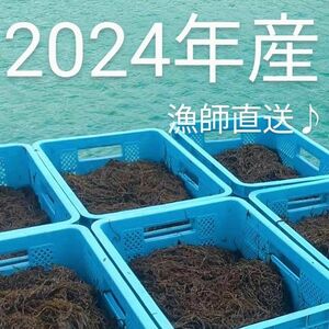 2024年産漁師直送♪太くて長～い屋我地の太もずく1kg（500g×2パック)☆送料無料☆沖縄特産品☆