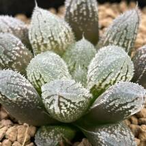 （≧∇≦）多肉植物 ハオルチア 光の雲海　実生苗_画像1