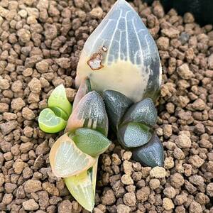 (=v=) succulent plant is oru Cheer collector . leaf ..