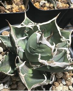  agave chitanota. nail ① inspection ) a little over ... dragon . stock excellent .. agave departure root ending or is ka south Africa diamond sad selection .o terrorism iagavetitanota