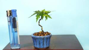 [ bonsai * dream ..]*.. maple *[ koto .] R60524