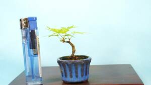 [ bonsai * dream ..]*[ mountain maple ] R60531